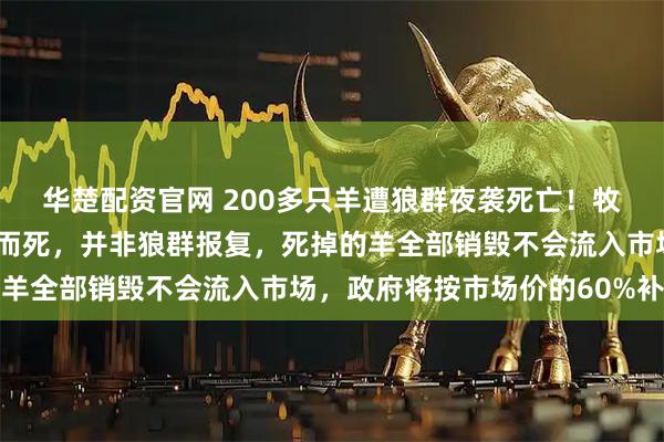 华楚配资官网 200多只羊遭狼群夜袭死亡！牧民回应：大部分因踩踏而死，并非狼群报复，死掉的羊全部销毁不会流入市场，政府将按市场价的60%补偿